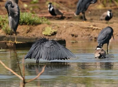 Zwarte Reiger / Black Heron