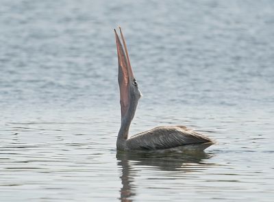 Kleine Pelikaan / Pink-backed Pelican