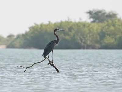 Reuzenreiger / Goliath Heron