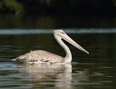 Kleine Pelikaan / Pink-backed Pelican