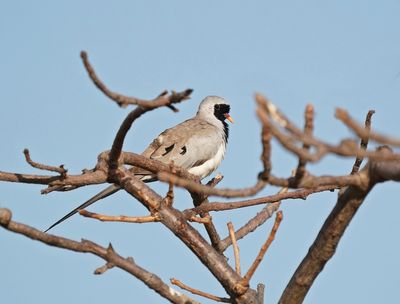 Maskerduif / Namaqua Dove