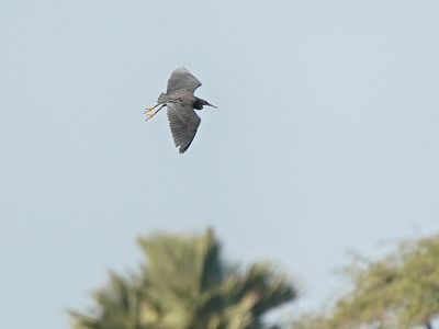 Zwarte Reiger / Black Heron