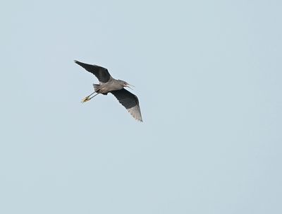 Zwarte Reiger / Black Heron