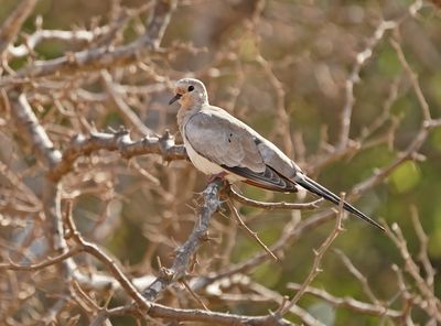 Maskerduif / Namaqua Dove