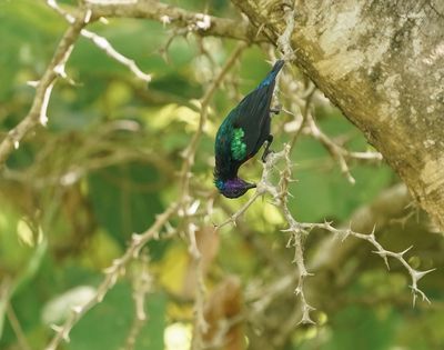 Roodbuikhoningzuiger / Splendid Sunbird