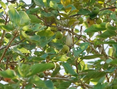 Westelijke Vale Spotvogel  / Western Olivaceous Warbler