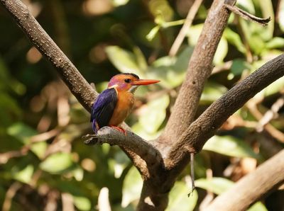 Afrikaanse Dwergijsvogel  / African Pygmy Kingfisher