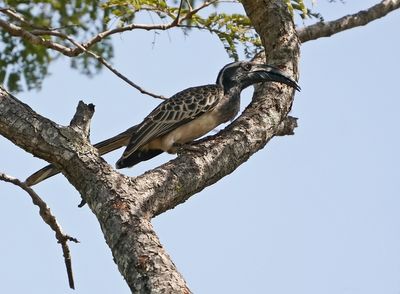 Grijze Tok / African Grey Hornbill