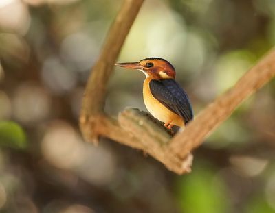 Afrikaanse Dwergijsvogel  / African Pygmy Kingfisher