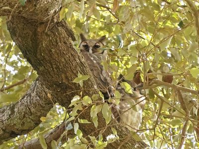 Verreauxs Oehoe / Verreaux's Eagle Owl