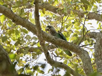 Bruinnekpapegaai / Brown-necked Parrot
