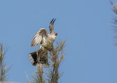 Grijze Tok / African Grey Hornbill