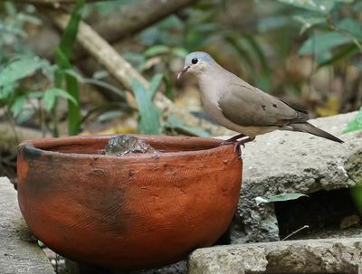 Staalvlekduif / Blue-spotted Wood Dove