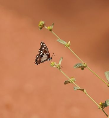 White Lady Swallowtail