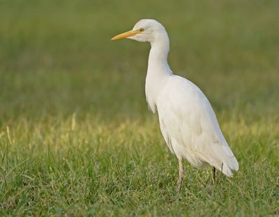 Koereiger / Cattle Egret