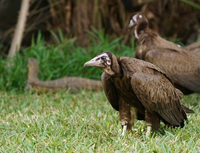 Kapgier / Hooded Vulture