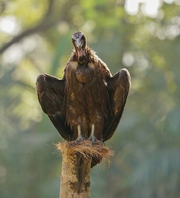 Kapgier / Hooded Vulture