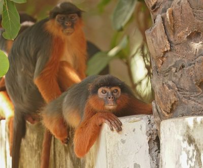 West-Afrikaanse Rode Franjeaap / Western Red Colobus