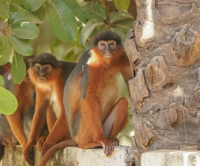 West-Afrikaanse Rode Franjeaap / Western Red Colobus
