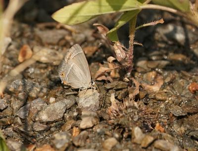 Eikenpage / Purple Hairstreak