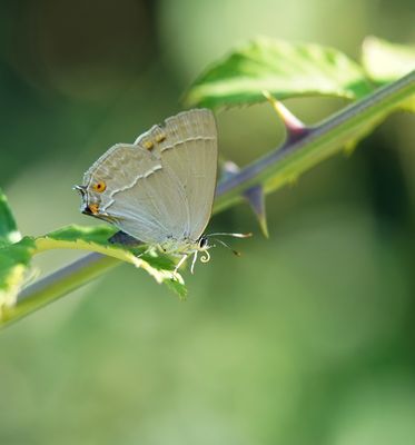 Eikenpage / Purple Hairstreak