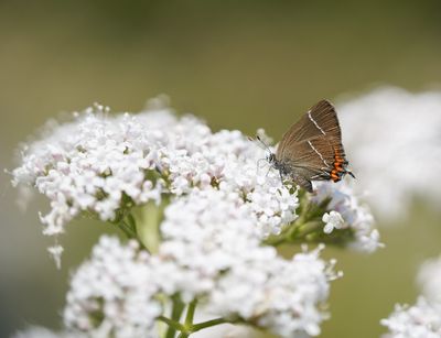 Iepenpage / White-letter Hairstreak