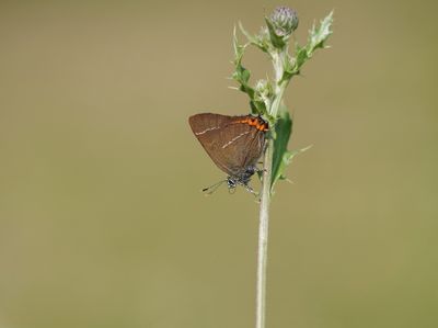 Iepenpage / White-letter Hairstreak