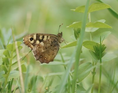 Bont Zandoogje / Speckled Wood
