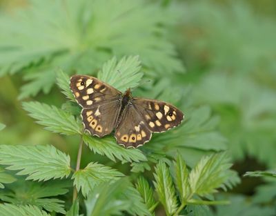 Bont Zandoogje / Speckled Wood