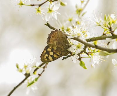 Bont Zandoogje / Speckled Wood