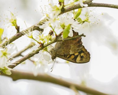 Bont Zandoogje / Speckled Wood