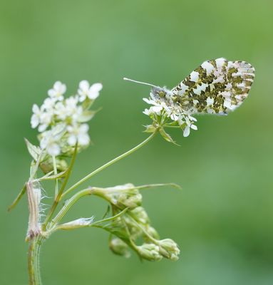 Oranjetipje / Orange-tip