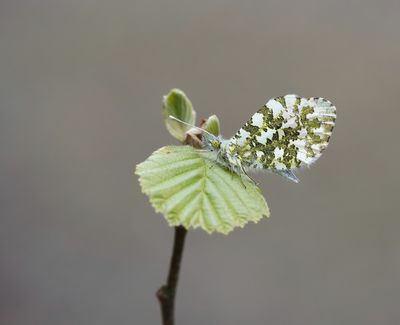 Oranjetipje / Orange-tip