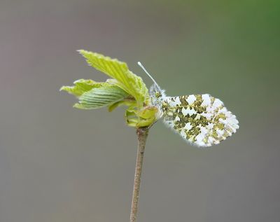 Oranjetipje / Orange-tip