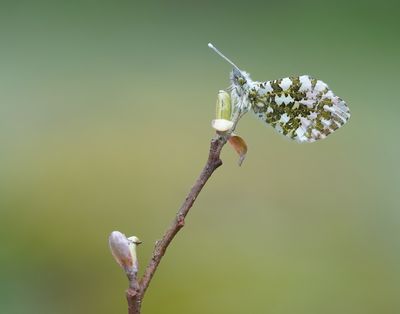 Oranjetipje / Orange-tip