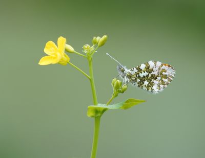 Oranjetipje / Orange-tip