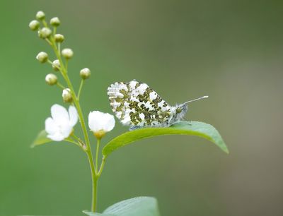 Oranjetipje / Orange-tip