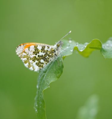 Oranjetipje / Orange-tip