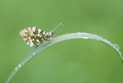Oranjetipje / Orange-tip