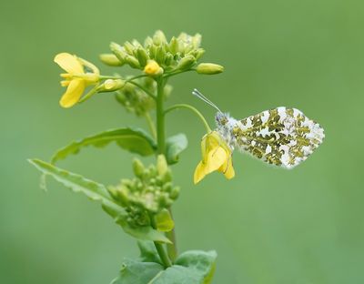 Oranjetipje / Orange-tip