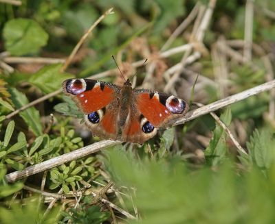 Dagpauwoog / Peacock Butterfly