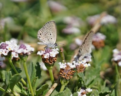 Cypriotisch Heliotroopblauwtje / Persian Grass Blue