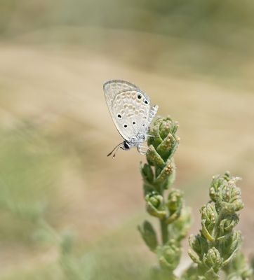 Cypriotisch Heliotroopblauwtje / Persian Grass Blue