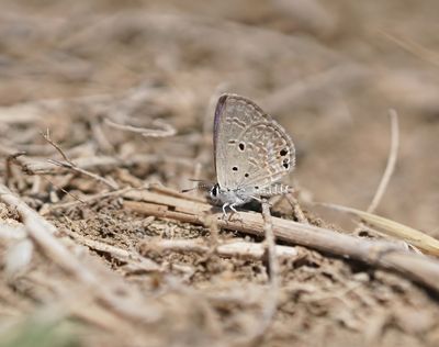Cypriotisch Heliotroopblauwtje / Persian Grass Blue