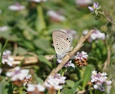 Cypriotisch Heliotroopblauwtje / Persian Grass Blue