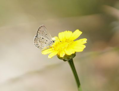 Cypriotisch Heliotroopblauwtje / Persian Grass Blue