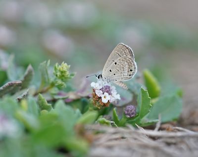 Cypriotisch Heliotroopblauwtje / Persian Grass Blue