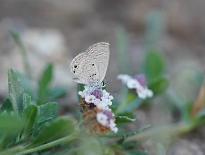 Cypriotisch Heliotroopblauwtje / Persian Grass Blue