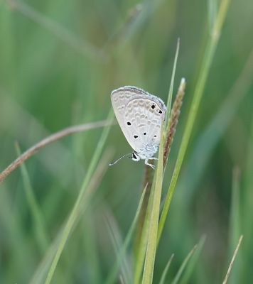 Cypriotisch Heliotroopblauwtje / Persian Grass Blue