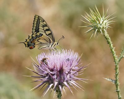 Koninginnenpage / Common Yellow Swallowtail